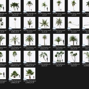 Bộ cây họ dừa